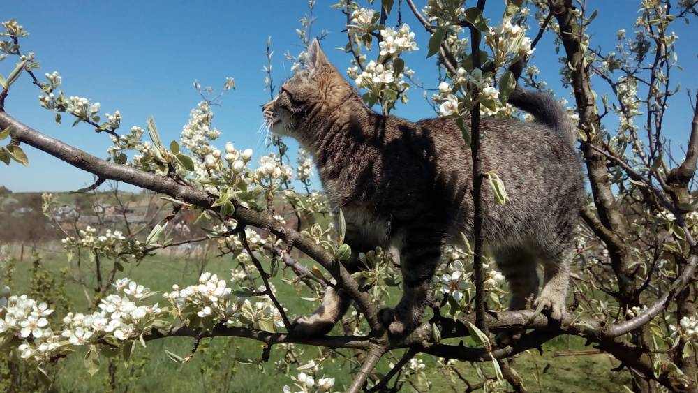 Види кондиціонерів